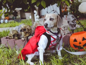 HALL-O-WEEN safety tips for pets!