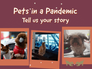 Pets in a Pandemic