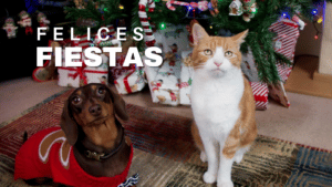 Consejos para proteger a sus mascotas durante las festividades