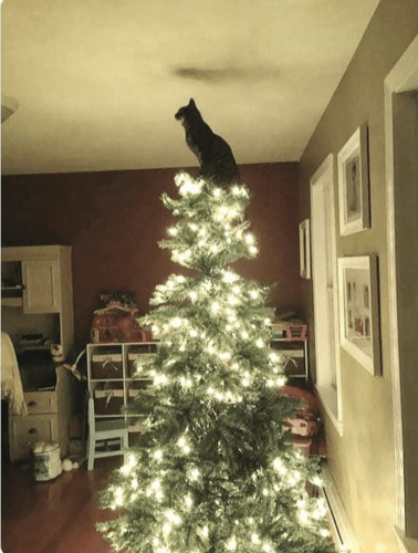 Cats and christmas tree